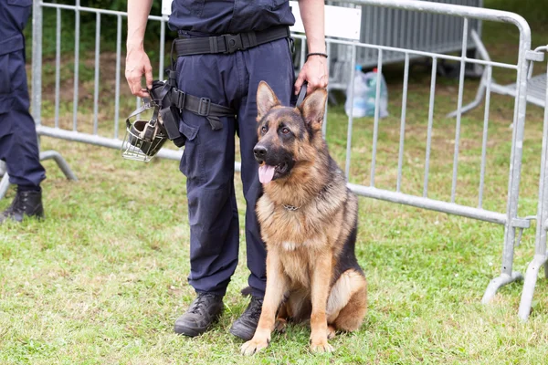 Cursos homologados adiestramiento canino